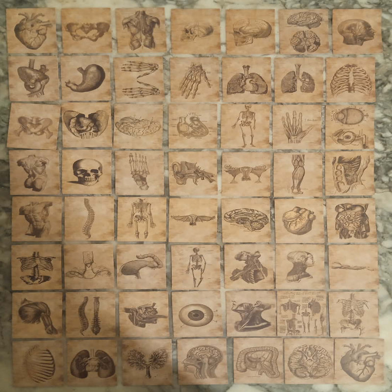 Stickers anatomie x 56