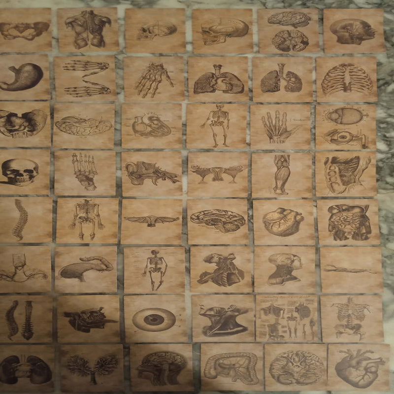 Stickers anatomie x 56