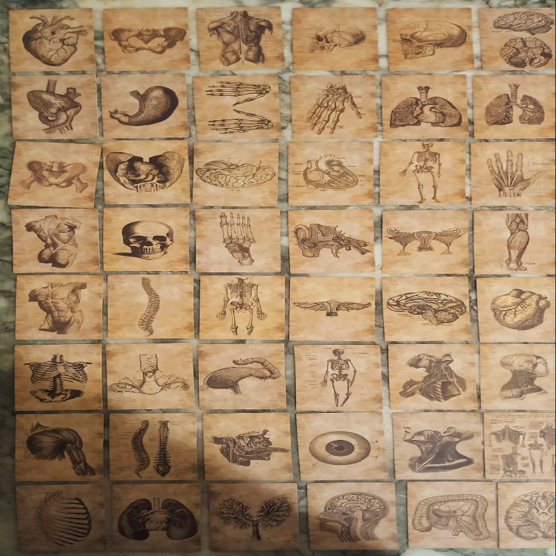 Stickers anatomie x 56