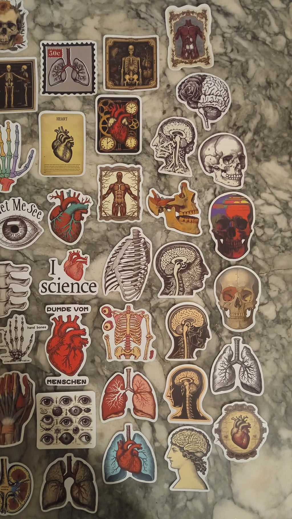 Stickers Anatomie couleur x 50